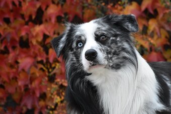 Krycí pes border kolie s PP FCI, nabídka krytí - 2