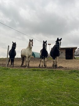 Barock Pinto X Welsh Cob D - 2