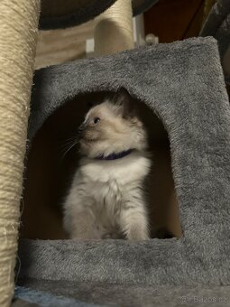 Koťátka Ragdoll - 2