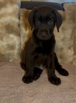 Labradorský retrívr Hnědý - 2