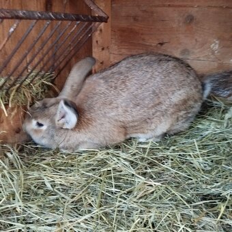 Prodej králíků - 2