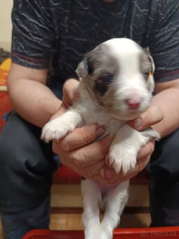 Štěňata typu border kolie bez PP - 2