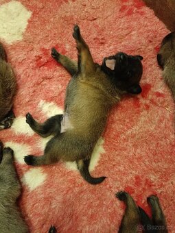 Belgický ovčák malinois s PP - 2
