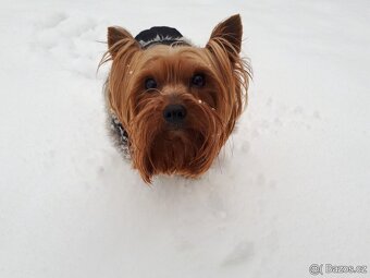 Yorkšírský teriér krytí, připuštění - 2