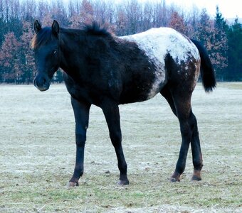 Appaloosa roční klisna - HOMOZYGOT na černou a LP - 2