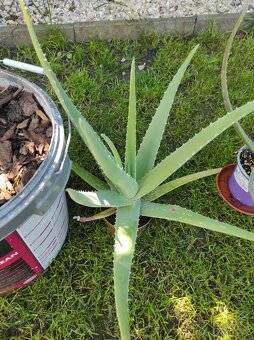 Aloe Vera - 2