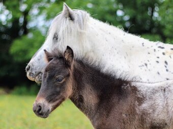 Elegantní minihorse - miniappaloosa hřebeček - 2