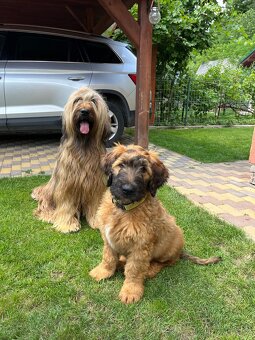 Briard s PP - 2