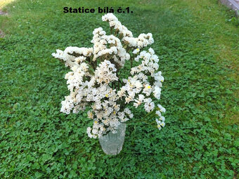 Sušené květiny - STATICE. - 2