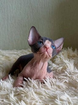 Sphynx - 2