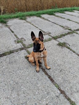 Štěně Belgický ovčák (malinois) - 2