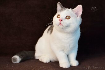 Britský kocourek s PP - 2