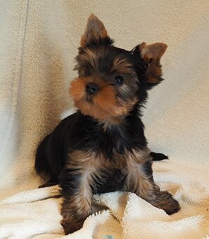 Jorkšírský terier - 2