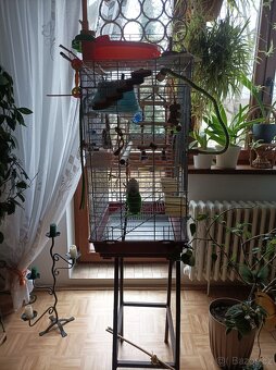 Klec na papoušky - 2
