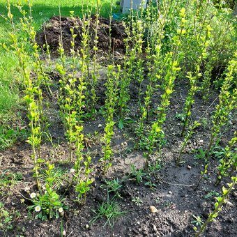 Ibišky / ibišek syrský více ks - 2