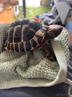 Želva zelenavá samice - 2