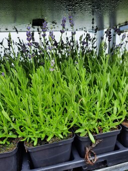 PRODEJ LEVANDULE – SAZENICE PRO FARMY I ZAHRADY - 2