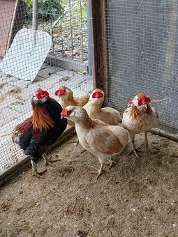 Zdrobnělé Araukany pšeničné - 2