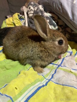 Králík zakrslý - mláďata - 2