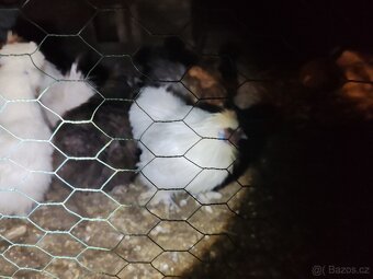 Hedvábničky Zdrobnělé - 2