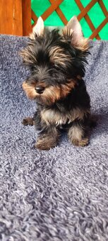 Jorkširský teriér s pp - 2