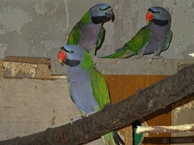 Alaxandr Čínský - 2