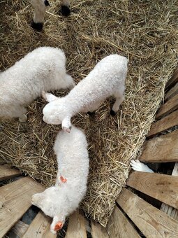 Beránci flaskaci - 2