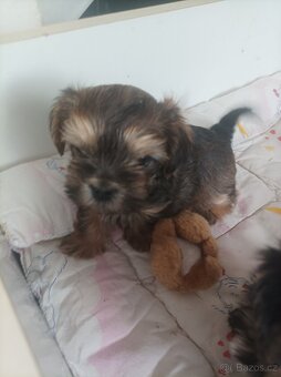 Jorkšírský teriér - 2