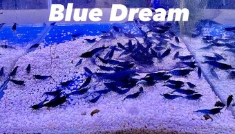 Neocaridina Krevety - 2