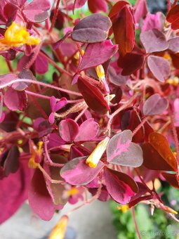 Oxalis plum crazy - 2