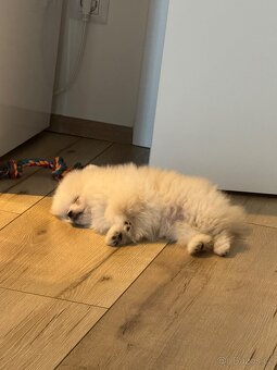 Pomeranian - 2