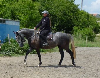Mladá šikovná kobylka - 2