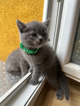 Skotská rovinka - 2