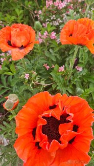 Přebytky ze zahrady - 2