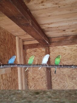 Krásné mladé Andulky - 2