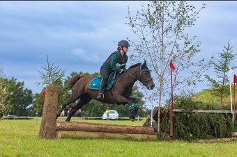 Klisna do sportu a chovu - 2