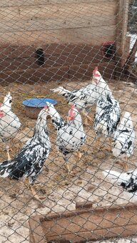 Kohout - Vlaška - 2