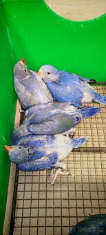 Alexandr malý, velký - 2