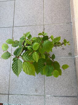 Bonsai, Bonsaj, jamadori, habr - 2