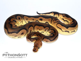 MLÁĎATA KRAJTY KRÁLOVSKÉ (Python regius) - 2
