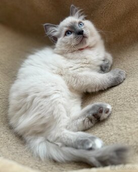 Ragdoll nádnehné koťátko bez PP - 2