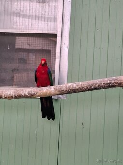 Papoušek Amboinský(amboines amboinensis) - 2