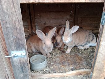 Králíci, maso - 2