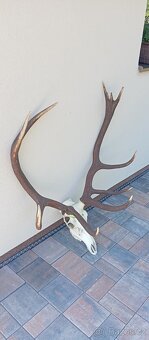 Trofej jelena, paroží - 2