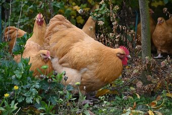 Kohouti orpingtonky - 2