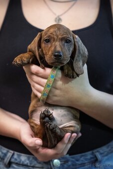 Jezevčíci, krátkosrstý - standard - 2