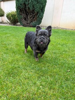 Francouzsky buldoček fluffy big rope pes a fenka - 2