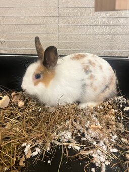 Klec pro králíka+doplňky - 2