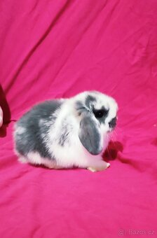 Minilop zakrslý beránek - 2