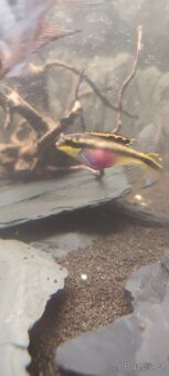 Pestřenec červený - 2